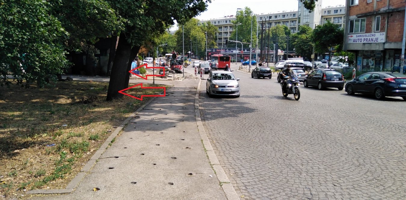 исечена стабла.jpg