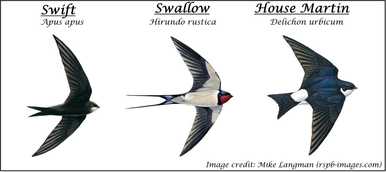14-Swift-Swallow-Martin-Labelled.jpg