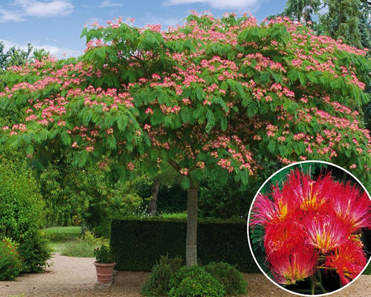 albizia-julibrissin-albicija-sadnice-slika-37453390.jpg