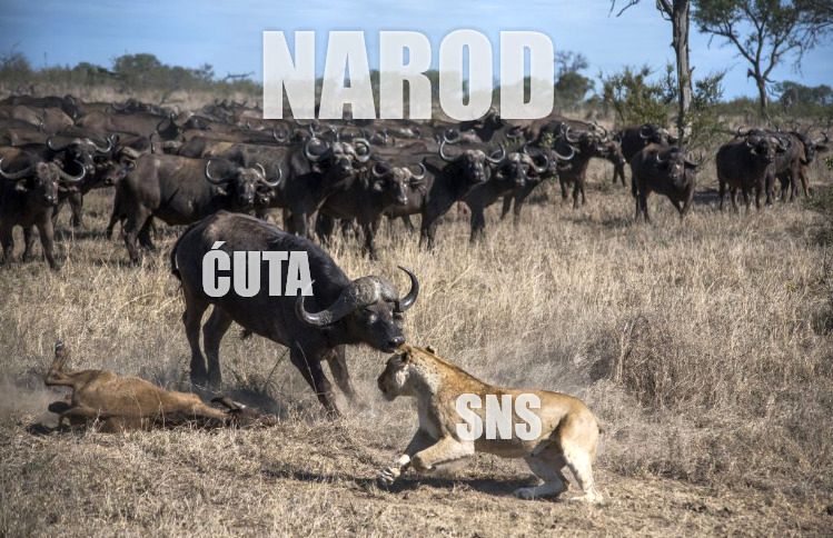 Cuta SNS.jpg