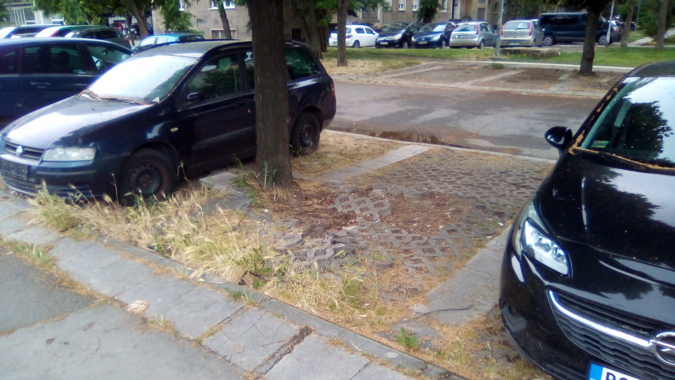 drvo parking 2.jpg