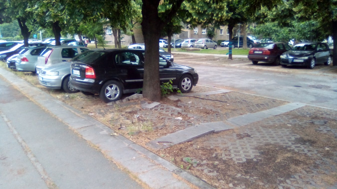 drvo parking 3.jpg