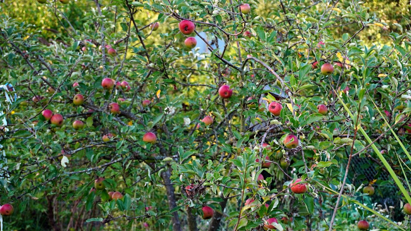 DSC06274.jpg