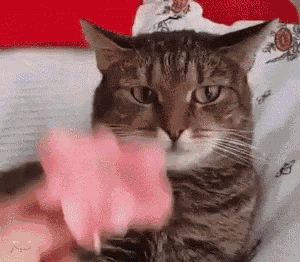 ezgif.com-added-text(1).gif