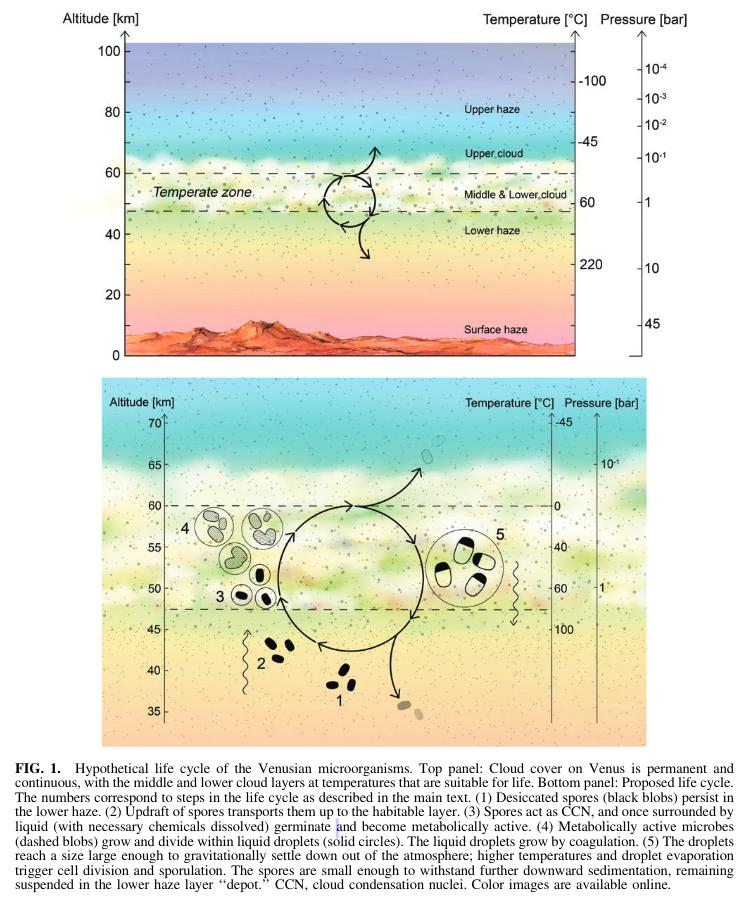 Hypothetical  life  cycle  of  the  Venusian  microorganisms.jpg