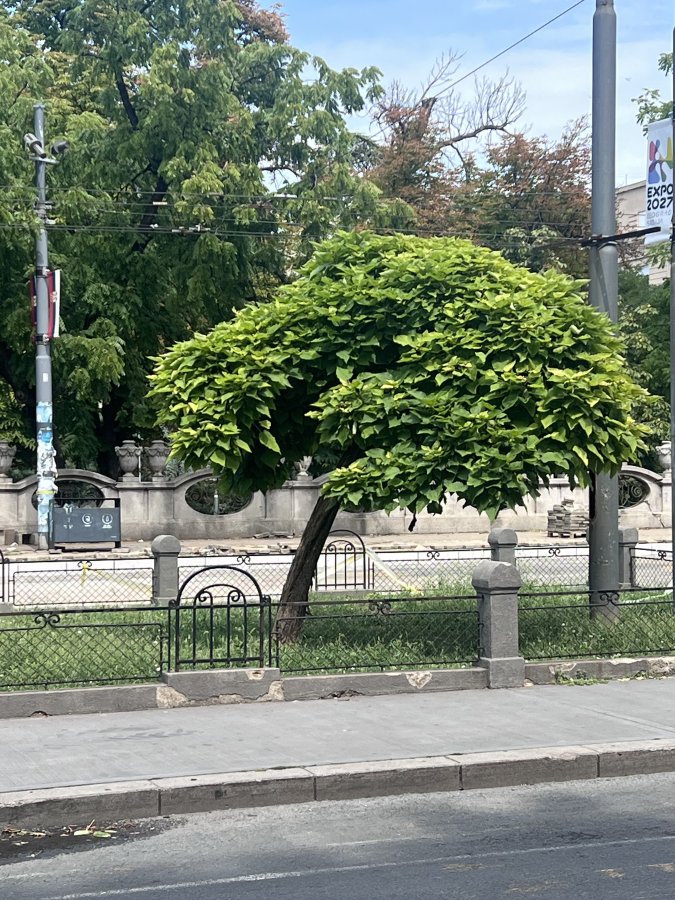 IMG_2038.jpeg