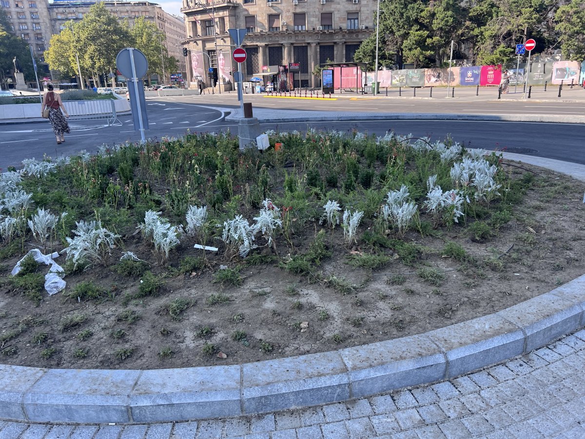 IMG_2216.jpeg