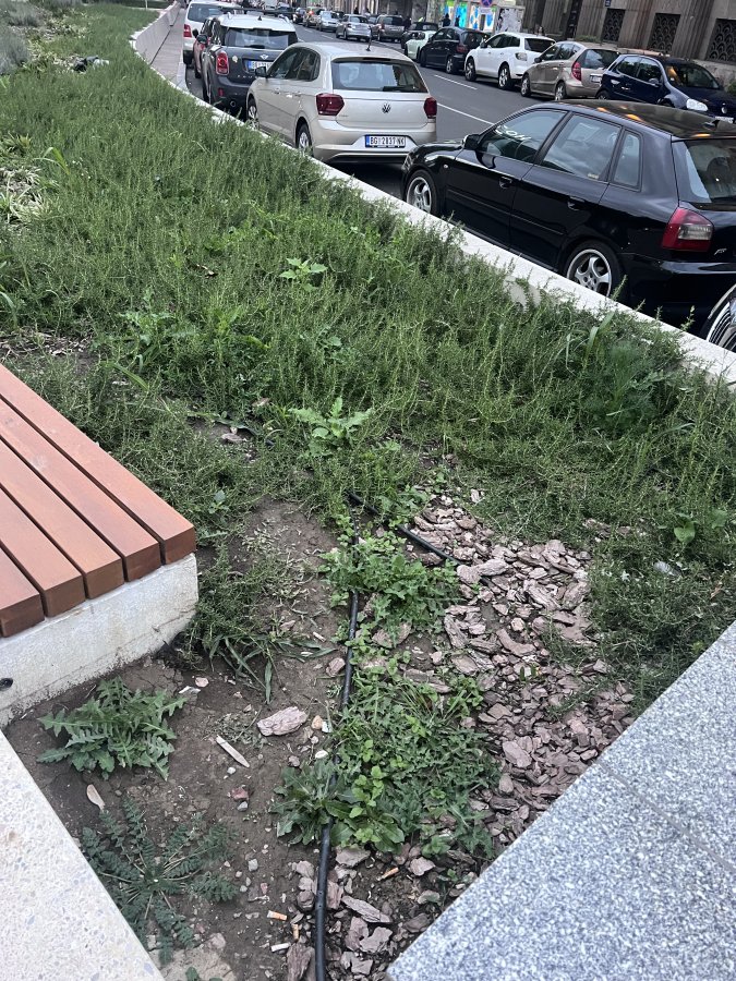 IMG_2924.jpeg