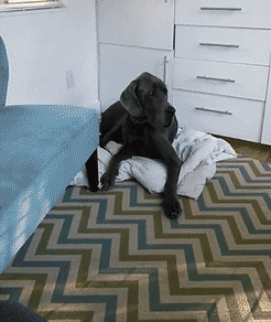 kid-getting-in-dogs-bed-kicking-dog-out-bed-sleep-baby-1438955770a.gif