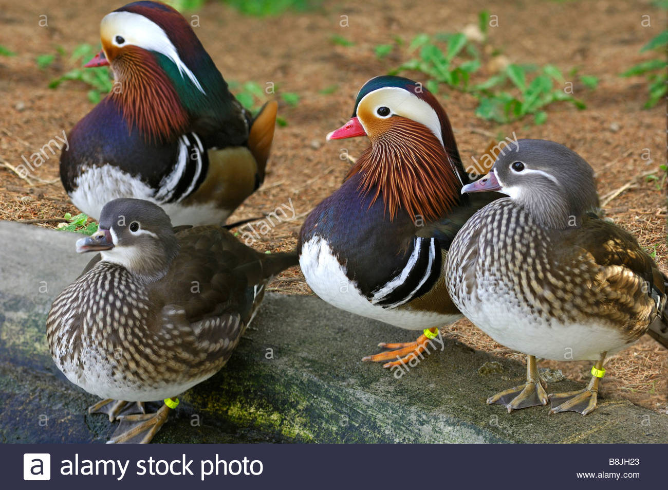 male-and-female-mandarin-ducks-aix-galericulata-B8JH23.jpg