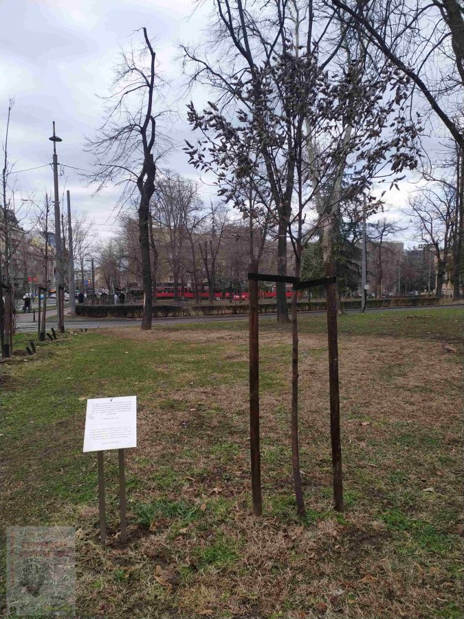 Spomen drvo za Galipa Balkara turskog ambasadora Park Tasmajdan (7) wm.jpg