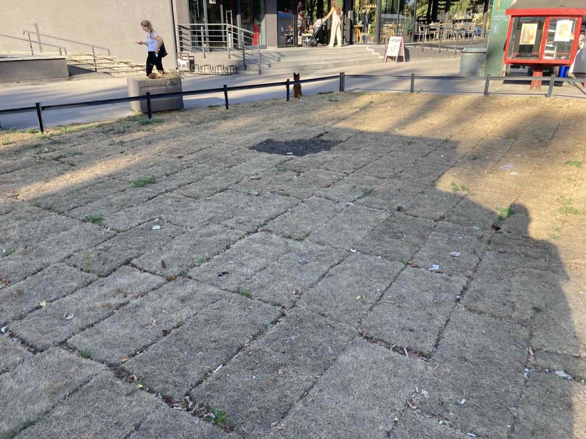 zelenilo ispred maksija.jpg