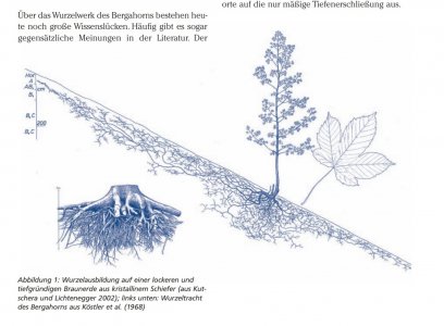 Acer pseudoplatanus Bayer Lwf.jpg