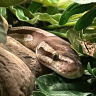 python_regius