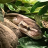 python_regius